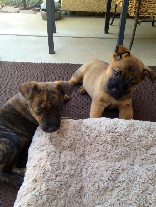 Roman&Ella(will be small to medium dogs)