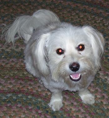 Molly the Maltese Mix