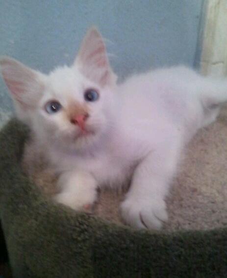 Simba