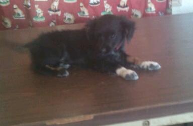 Baby Mozart