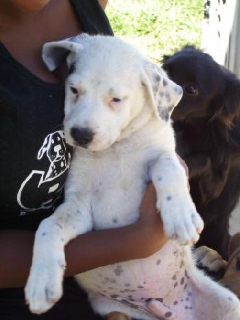 Oreo the Lab mix