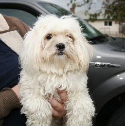 KIMMIE(MALTESE)