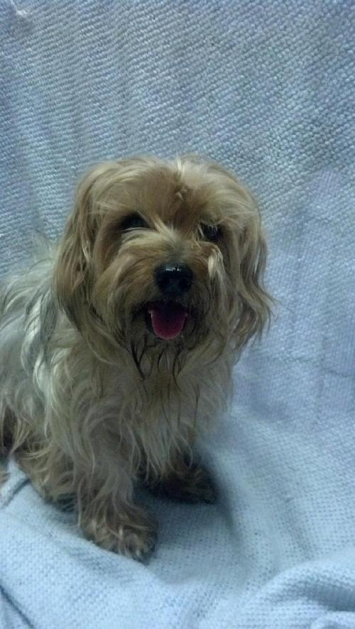Silky Terrier (purebred)