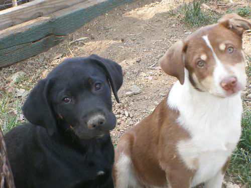 Mastiff X and Border Collie X pup