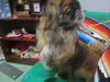 Lucas