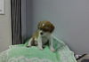 Baby Trixie