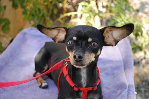 Bruno ( 6 POUND DOXIE/CHI)