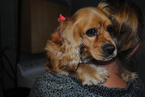 Bentley (16 POUND COCKER SPANIEL)