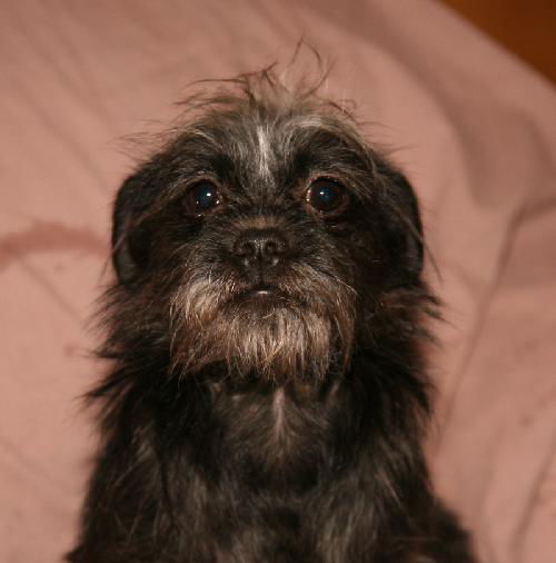 Khloe (9 pound Mini-Schnauzer mix)