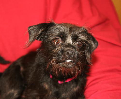 Kourtney (10 pound mini-Schnauzer Mix)e