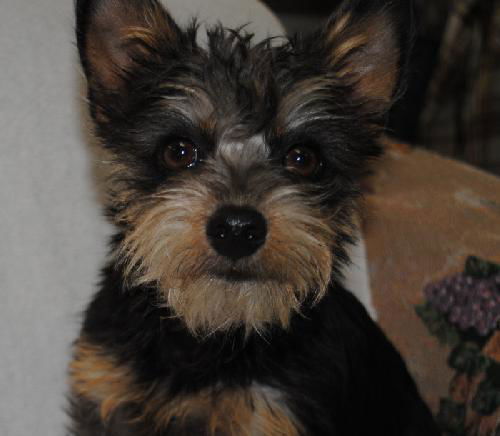 Lily