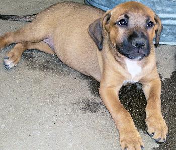 Tori the Shepherd mix