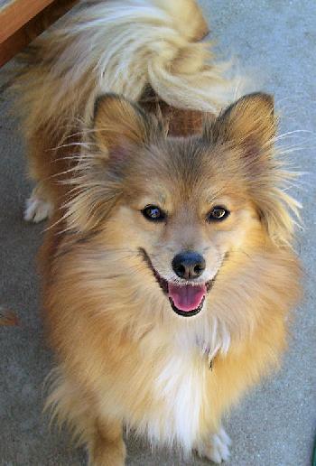 Shelby the Pom-Shel