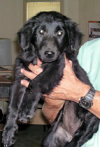 Sadie the Black Lab Collie