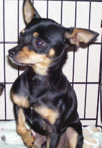 Micki the Black & Tan  Chihuahua