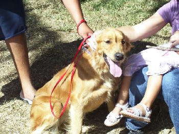 Biscuits the Golden Retriever
