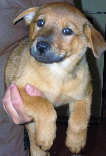 Shiloh the Sharpei Lab