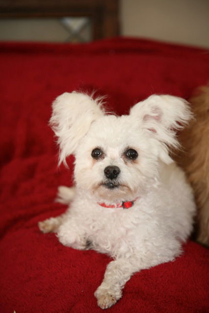 Koala Boy (7 Pound Poodle/Papillon)