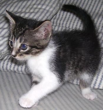 Star the Black Tabby
