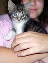 Star the Black Tabby