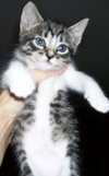 Star the Black Tabby
