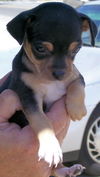 Nala the Min-Chi