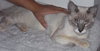 Simon the Siamese