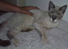 Simon the Siamese