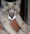 Simon the Siamese