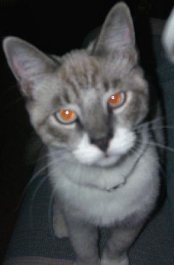 Simon the Siamese
