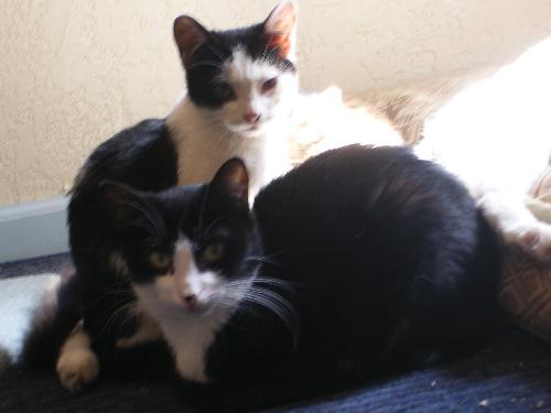 Sylvester