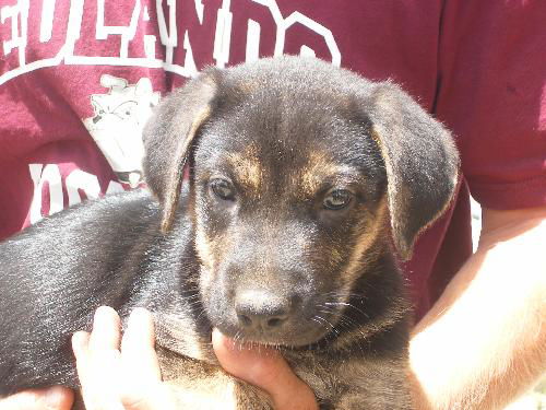 Shep pup1-Marissa