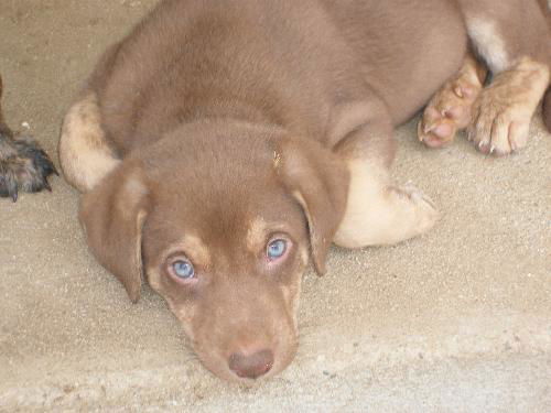Shep pup 3-Sinatra