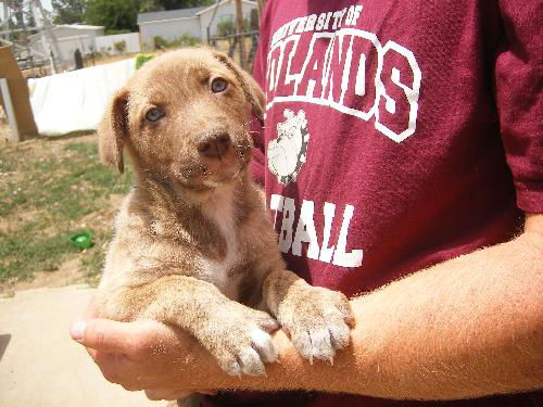 Shep pup 4-SAGE