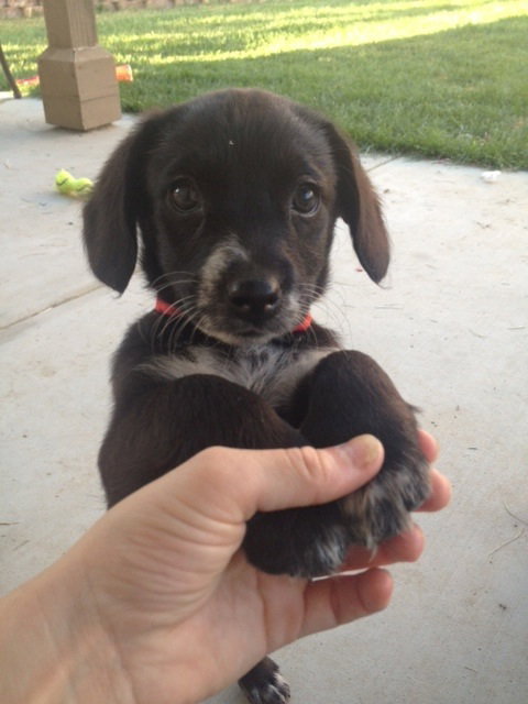 Clearance black lab shih tzu mix New Arrivals