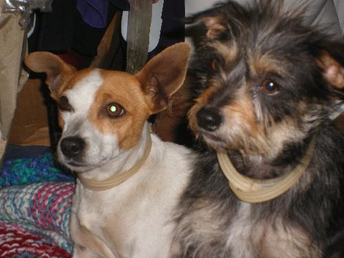 Skipper & SeSe