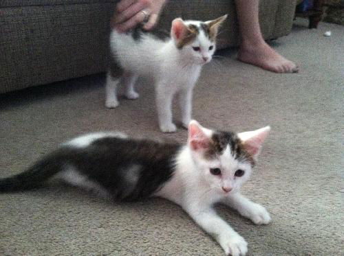 Perri & Pippa
