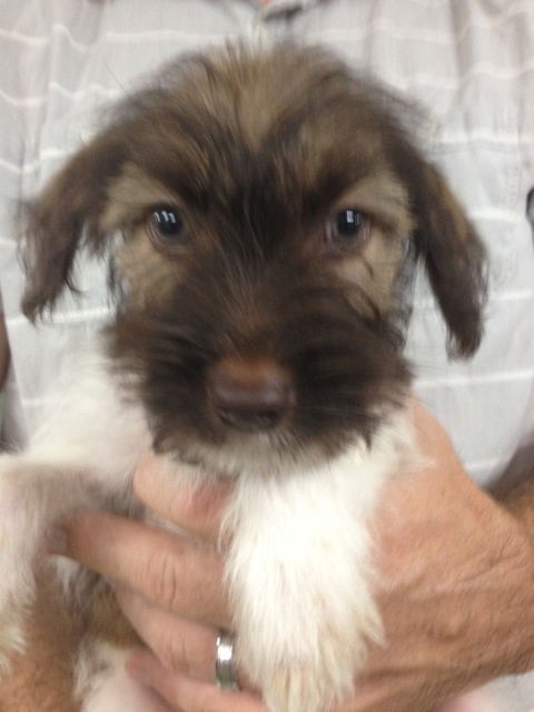 Baxter