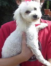 Sophie the Poodle