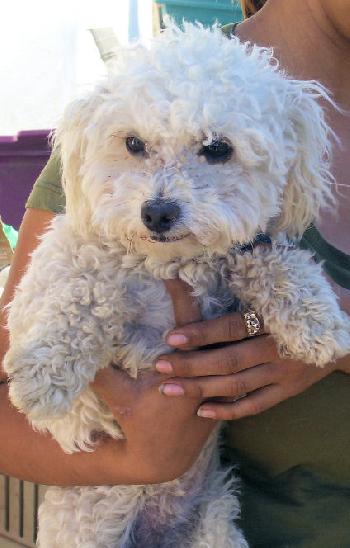 Sophie the Poodle