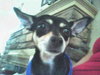 Susie the Chihuahua