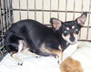 Susie the Chihuahua