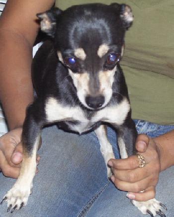 Susie the Chihuahua