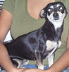 Susie the Chihuahua
