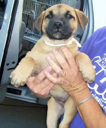 Shepherd Lab 5 - Female 2
