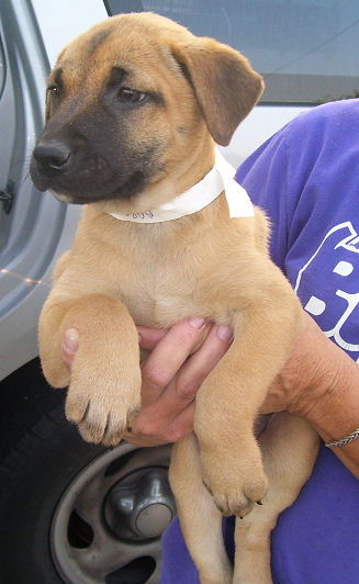 Shepherd Lab 5 - Female 3