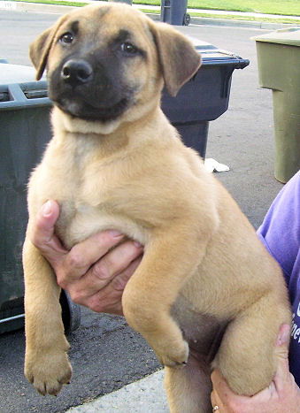 Shepherd Lab 5 - Male