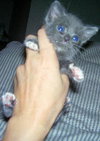 Socks the Purr Kitty