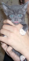Socks the Purr Kitty