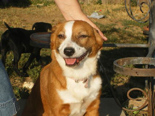 Ginger-Collie mix